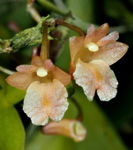 Dendrobium mannii