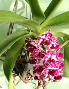 Rhynchostylis gigantea