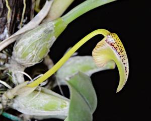 Bulbophyllum lobbii subsp. lobbii