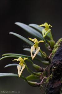 Bulbophyllum lasiochilum