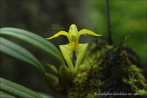 Bulbophyllum lasiochilum