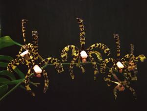 Arachnis flos-aeris var. gracilis