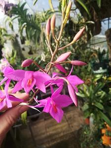 Barkeria skinneri