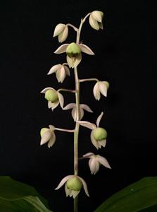 Catasetum matogrossense