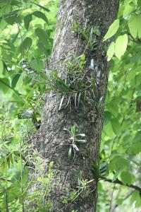 Renanthera imschootiana