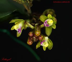 Sirhookera latifolia