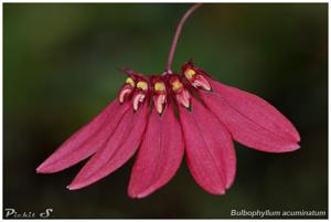 Bulbophyllum acuminatum