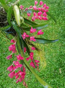 Rodriguezia lanceolata