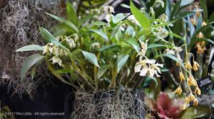 Oxystophyllum atropurpureum