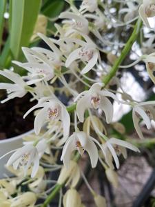 Dendrobium speciosum