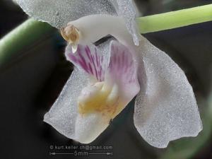 Brachypeza semiteretifolia