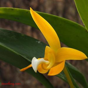 Bulbophyllum claptonense