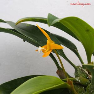 Bulbophyllum claptonense