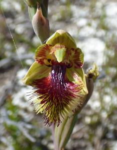 Calochilus herbaceus