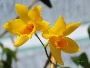 Dendrobium henryi