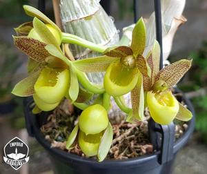 Catasetum schunkei