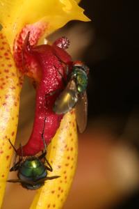 Bulbophyllum recurvilabre