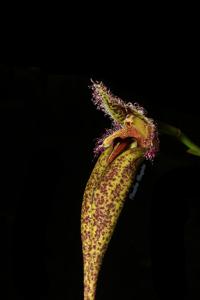 Bulbophyllum romyi