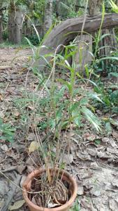 Dendrobium salaccense