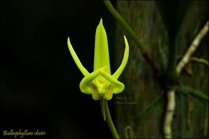 Bulbophyllum cheiri