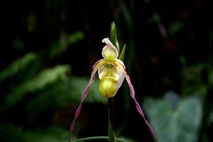 Phragmipedium christiansenianum