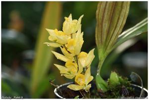 Soterosanthus shepheardii