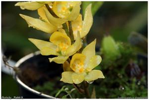 Soterosanthus shepheardii