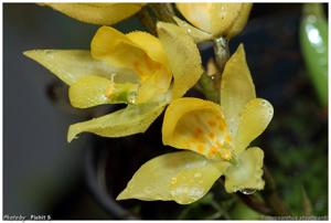 Soterosanthus shepheardii