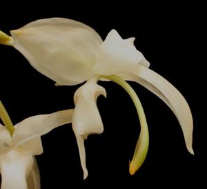 Stanhopea candida