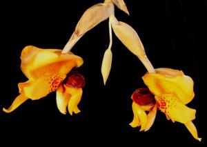 Stanhopea connata