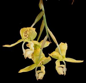 Stanhopea deltoidea
