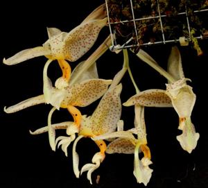 Stanhopea dodsoniana