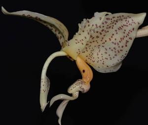 Stanhopea dodsoniana