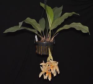 Stanhopea dodsoniana