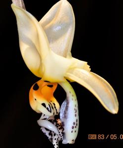 Stanhopea embreei