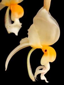 Stanhopea embreei