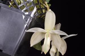 Stanhopea grandiflora