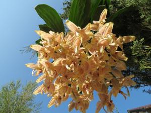 Stanhopea graveolens