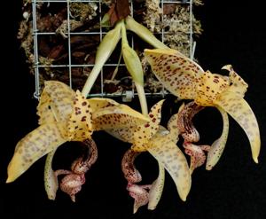 Stanhopea guttulata