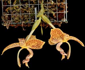 Stanhopea guttulata