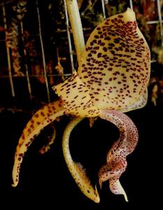 Stanhopea guttulata