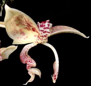 Stanhopea guttulata