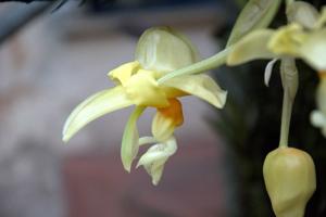 Stanhopea lietzei