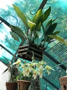 Stanhopea oculata