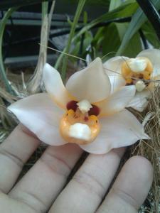 Stanhopea pulla