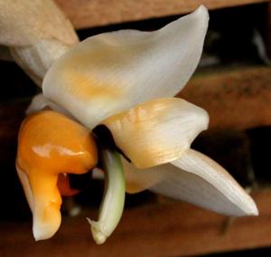 Stanhopea pulla