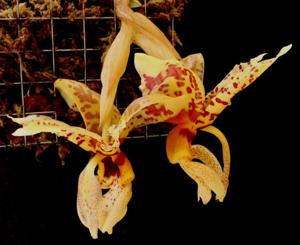 Stanhopea tigrina