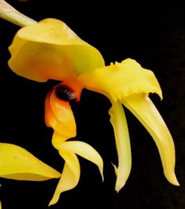 Stanhopea wardii