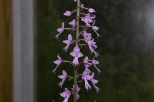 Stenoglottis longifolia