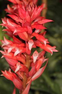 Stenorrhynchos speciosum